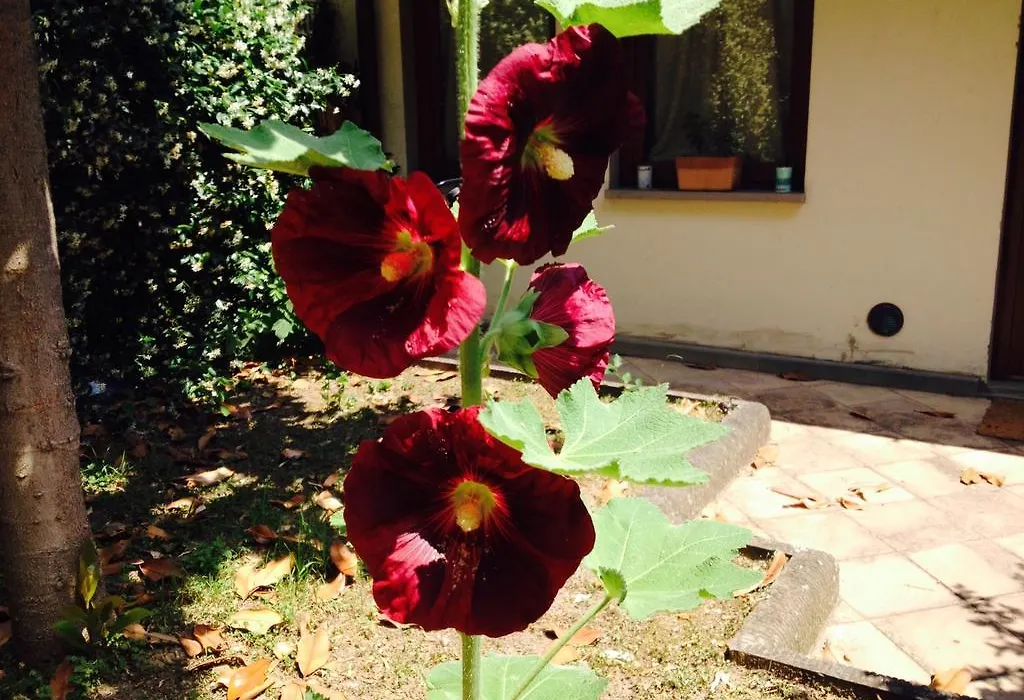 La Casa Di Scarlett-1